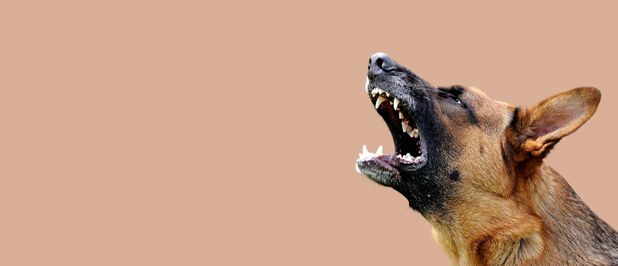 dangerous dog bite attack personal injury solicitors Aberdeen