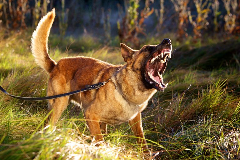 Dog Attack, Animal Bites - Poorly trained pets, bad dog, dangerous animals injury solicitors Aberdeen